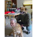 Toon afbeelding Man-Hond