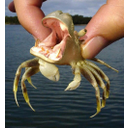 Toon afbeelding nijlkikker?